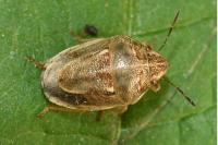 Neottiglossa leporina
