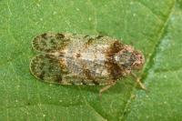 Tachycixius pilosus