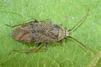 Heterocordylus tibialis