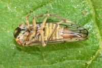 Oncopsis
