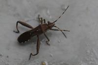 Camptopus lateralis