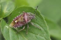 Dolycoris baccarum