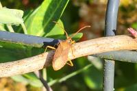 Gonocerus acuteangulatus
