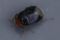 Geocoris erythrocephalus