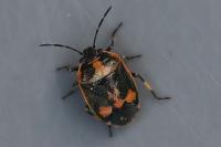 Eurydema oleracea