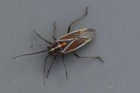 Horistus orientalis