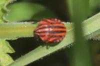 Graphosoma italicum