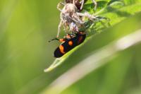 Cercopis intermedia