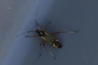 Miris striatus