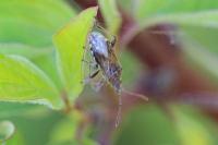 Stictopleurus punctatonervosus