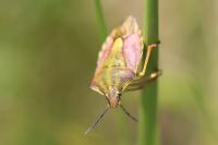 Carpocoris purpureipennis