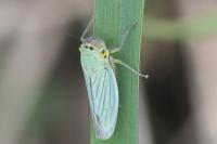 Cicadella viridis
