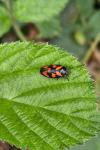 Cercopis vulnerata