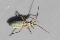 Leptopterna dolabrata