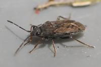 Peritrechus gracilicornis