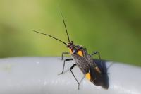 Capsodes flavomarginatus