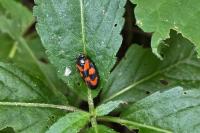 Cercopis vulnerata