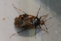 Deraeocoris flavilinea