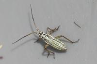 Leptopterna dolabrata