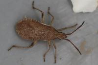 Ceraleptus lividus