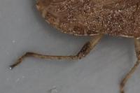 Ceraleptus lividus