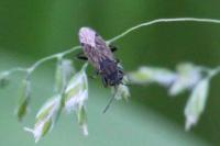 Peritrechus gracilicornis