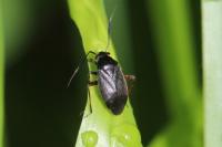 Capsus ater