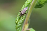 Closterotomus fulvomaculatus