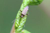 Closterotomus fulvomaculatus
