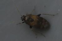 Psallus