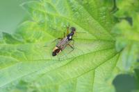 Miris striatus