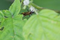 Miris striatus