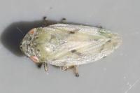 Philaenus spumarius