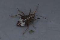 Deraeocoris flavilinea
