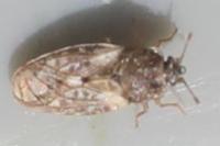 Piesma maculatum