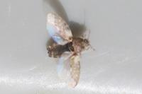 Piesma maculatum