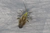 Amblytylus nasutus