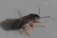 Heterocordylus erythropthalmus