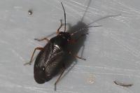 Heterocordylus erythropthalmus