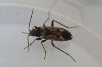 Rhyparochromus vulgaris