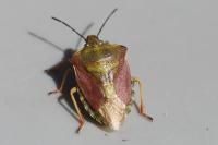 Carpocoris purpureipennis
