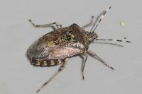 Rhaphigaster nebulosa