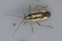 Stenotus binotatus