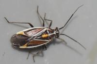 Horistus orientalis