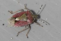 Dolycoris baccarum