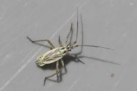 Leptopterna dolabrata