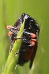 Cercopis intermedia