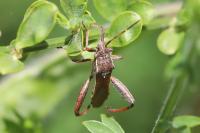 Camptopus lateralis