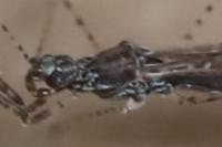 Empicoris rubromaculatus