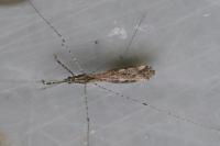 Empicoris rubromaculatus